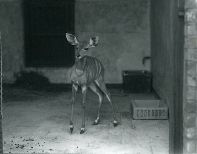 Young Lesser Kudu at London Zoo, 1914 by Frederick William Bond